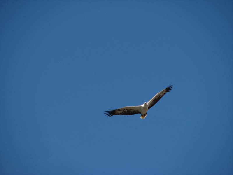 White-bellied Sea Eagle
